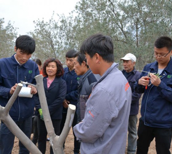 公司從產(chǎn)業(yè)鏈起始端著(zhù)手，引進(jìn)良種優(yōu)苗，繁育基地苗圃，優(yōu)化樹(shù)種，以?xún)?yōu)質(zhì)的橄欖樹(shù)苗為生產(chǎn)特級初榨橄欖油提供基礎保障。在以自建萬(wàn)畝國家標準化油橄欖..